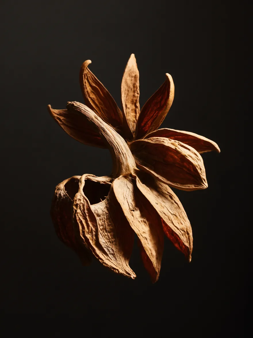 Triphala, studio photograph